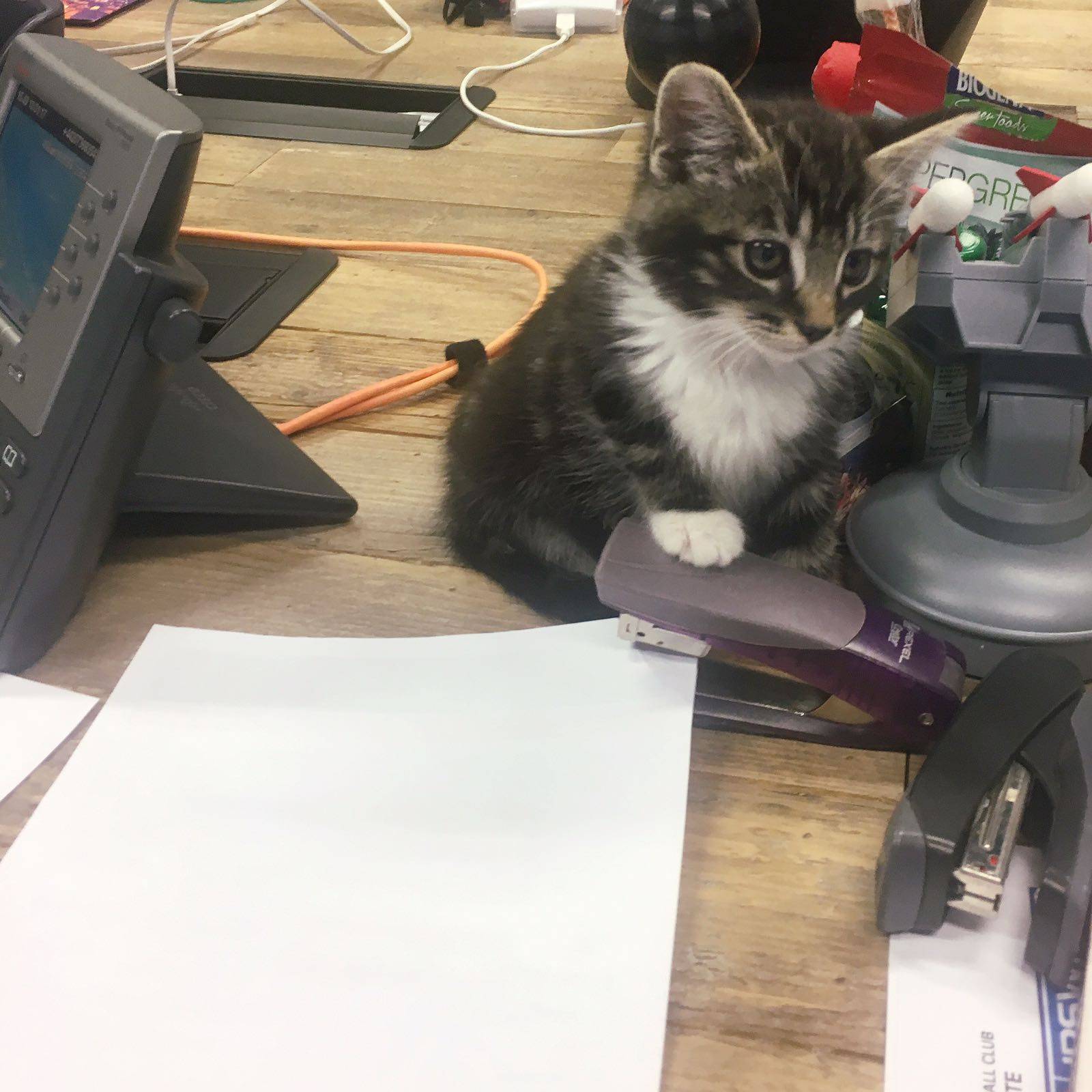 Georgie Tabby Work Office Kitten Cat