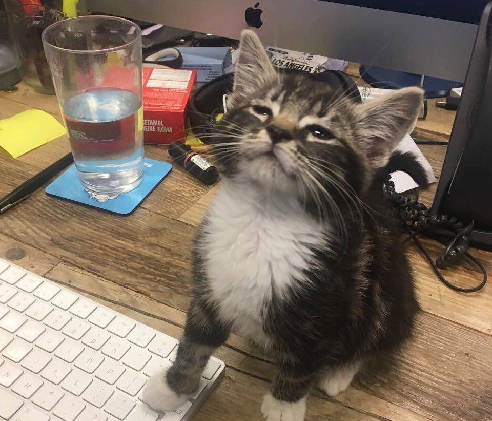 Georgie Tabby Work Office Kitten Cat